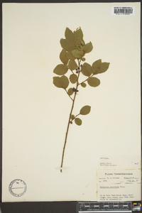 Vaccinium vacillans image