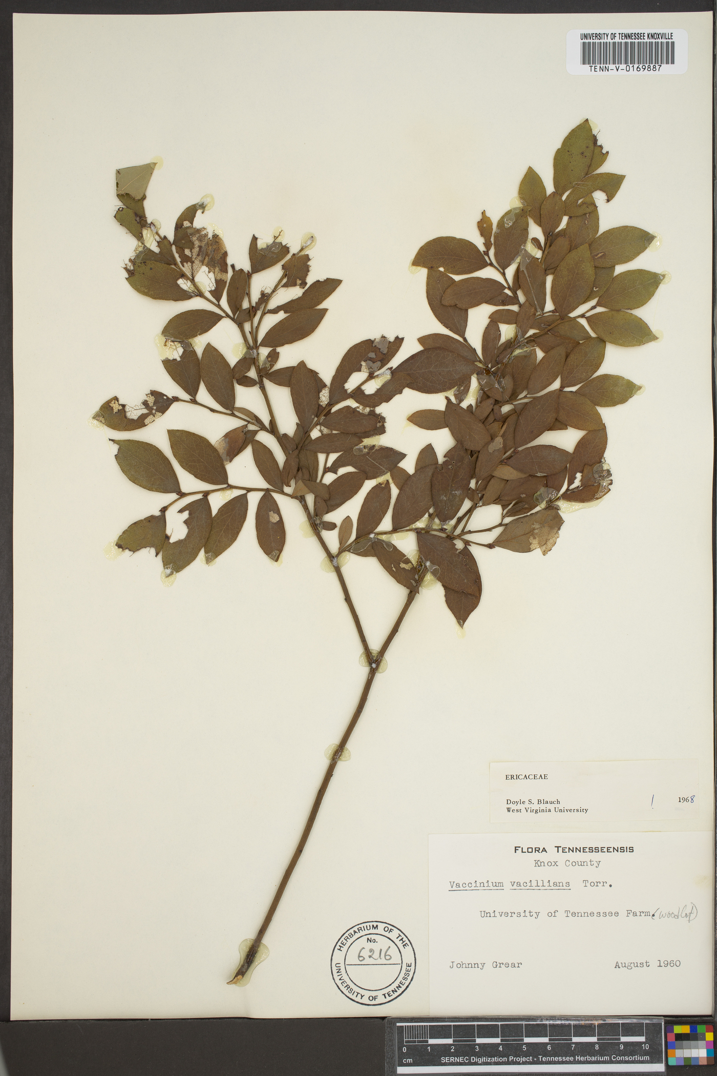 Vaccinium vacillans image