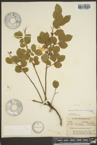 Vaccinium vacillans image