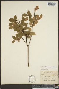 Vaccinium vacillans image