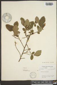 Vaccinium vacillans image