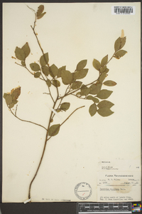 Vaccinium vacillans image