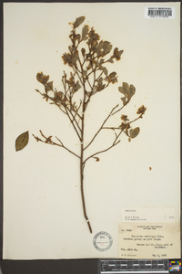 Vaccinium vacillans image