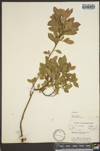 Vaccinium vacillans image