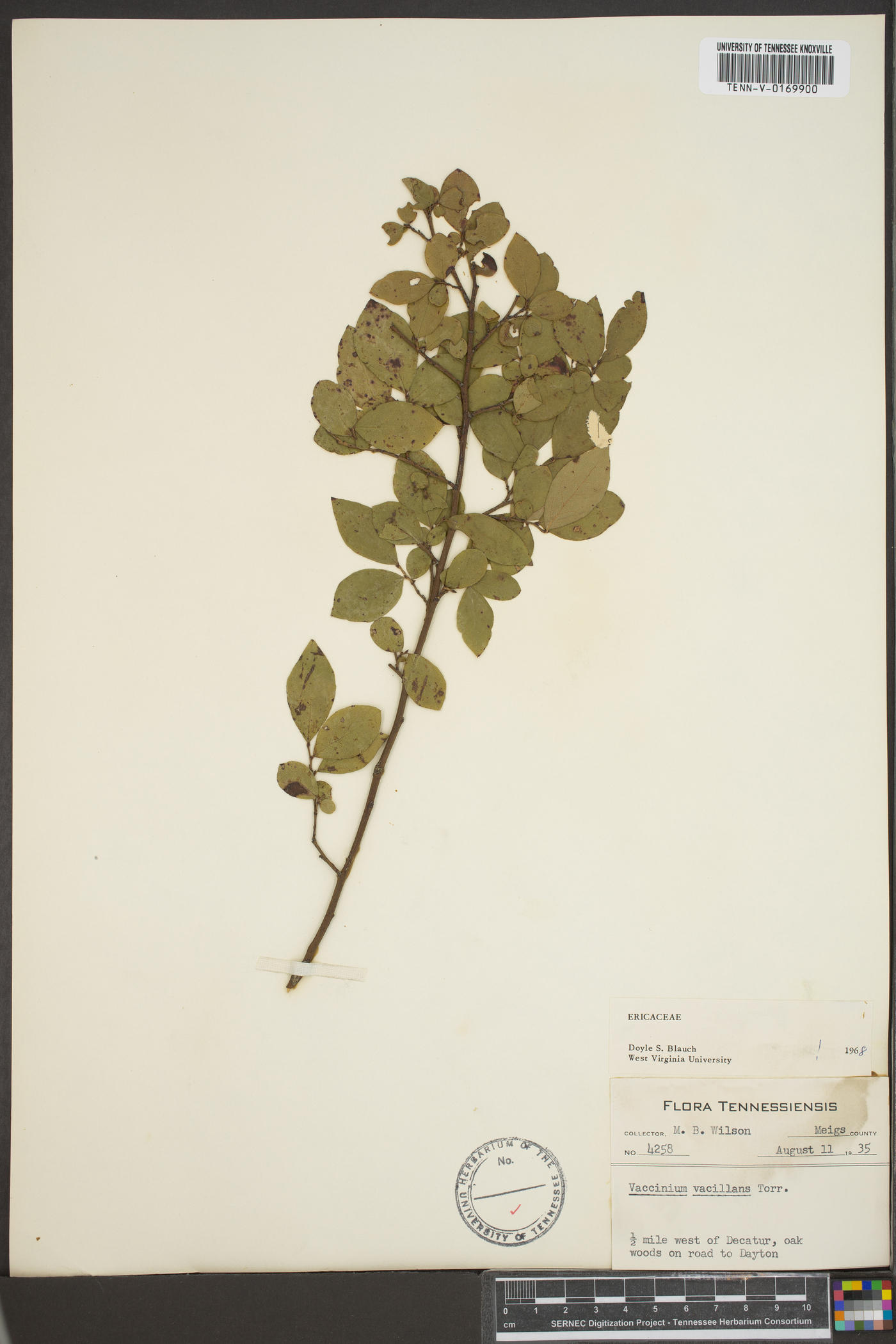Vaccinium vacillans image