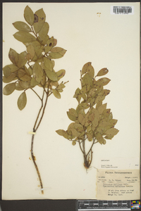 Vaccinium vacillans image