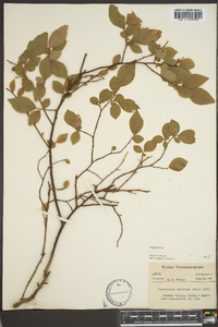 Vaccinium vacillans image