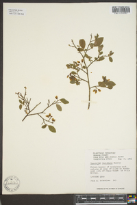 Vaccinium vacillans image