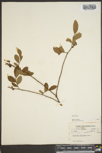 Vaccinium vacillans image