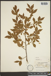 Vaccinium vacillans image