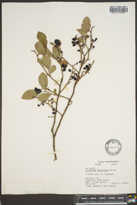 Vaccinium vacillans image