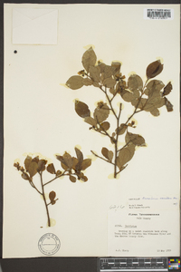 Vaccinium vacillans image