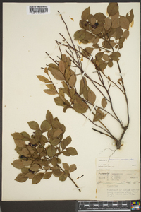 Vaccinium vacillans image