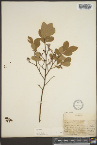 Vaccinium vacillans image