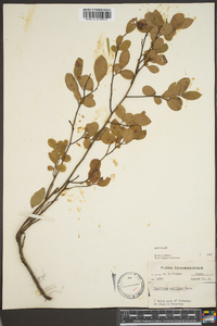 Vaccinium vacillans image