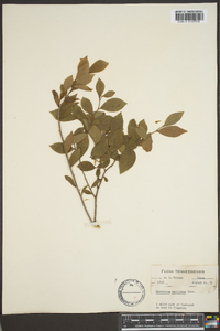 Vaccinium vacillans image