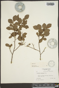 Vaccinium vacillans image