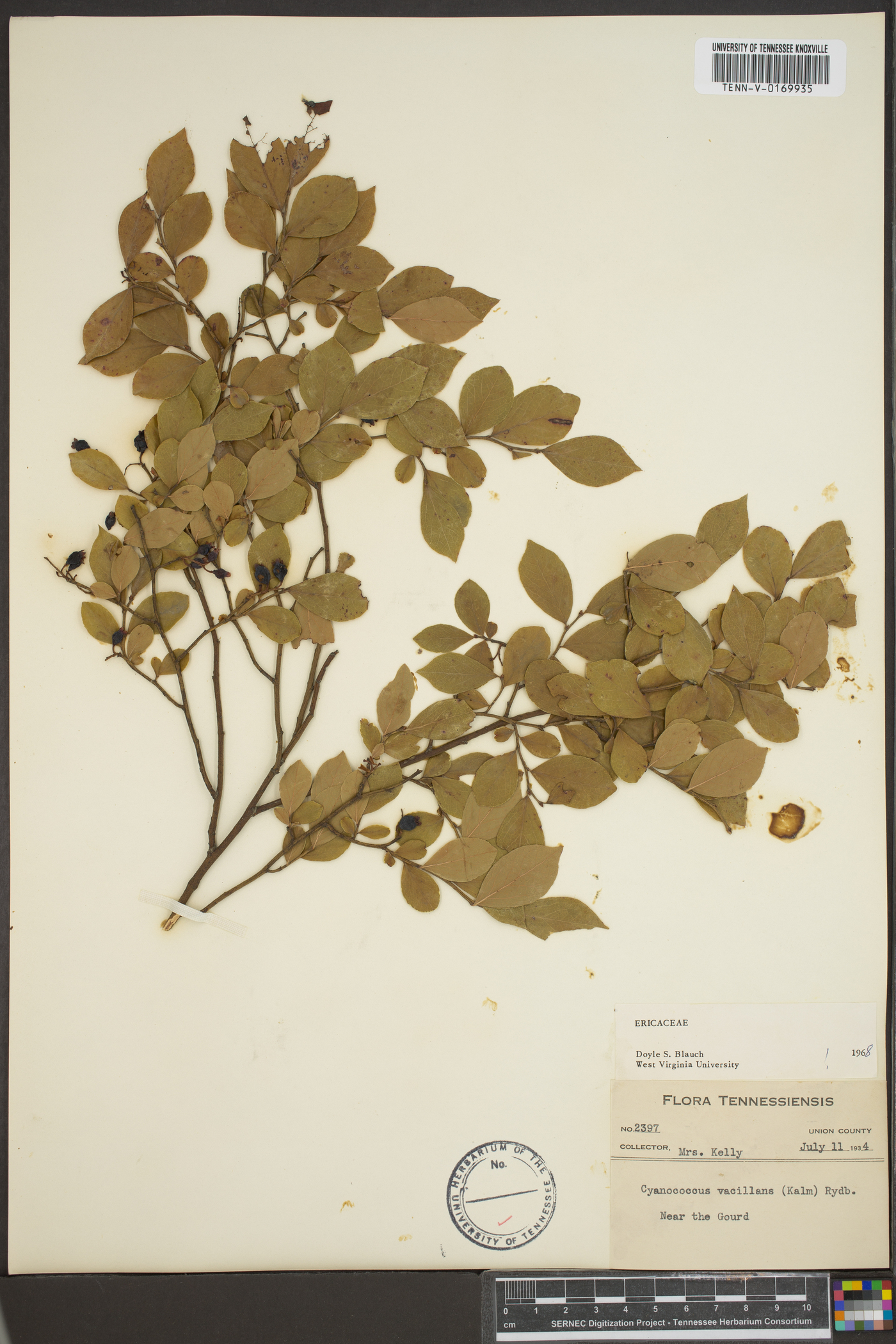 Vaccinium vacillans image