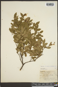 Vaccinium vacillans image