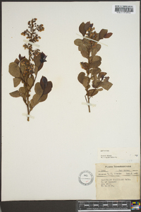 Vaccinium vacillans image