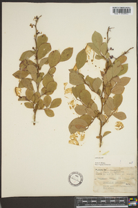 Vaccinium vacillans image