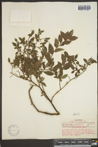 Vaccinium angustifolium image