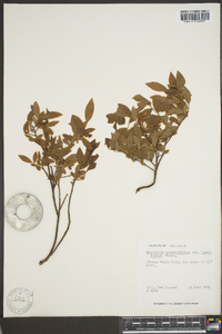 Vaccinium angustifolium image