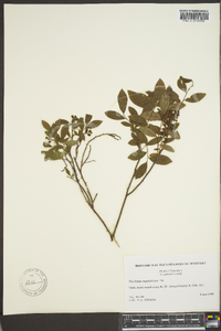 Vaccinium angustifolium image