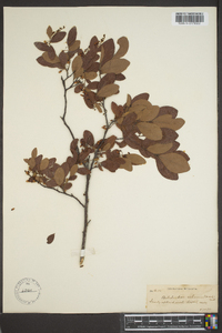 Batodendron arboreum image