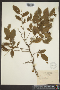 Vaccinium arkansanum image