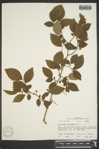 Vaccinium arkansanum image