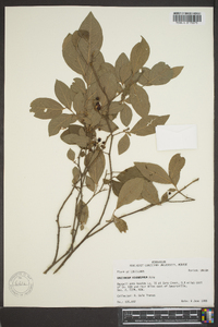 Vaccinium arkansanum image