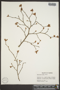 Vaccinium ashei image