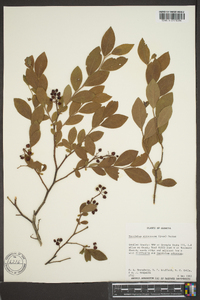 Vaccinium atrococcum image