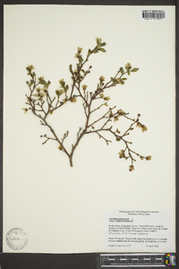 Vaccinium atrococcum image