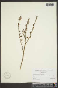 Vaccinium atrococcum image