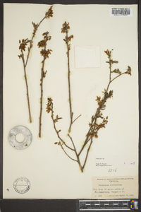 Vaccinium atrococcum image