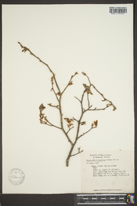 Vaccinium atrococcum image