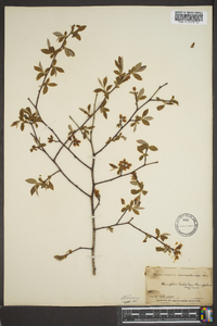 Vaccinium atrococcum image