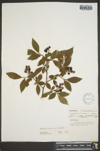 Vaccinium constablaei image