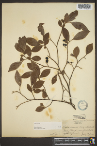 Vaccinium corymbodendron image