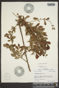 Vaccinium corymbodendron image