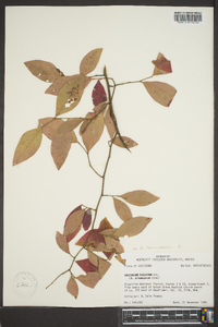 Vaccinium corymbodendron image