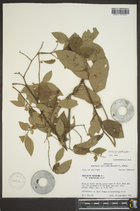 Vaccinium corymbodendron image