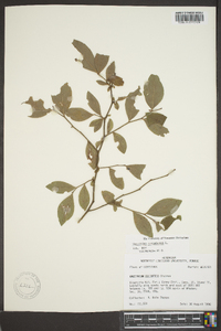 Vaccinium corymbodendron image