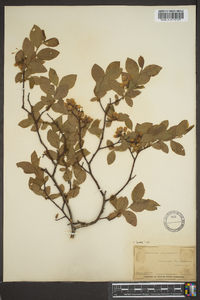 Vaccinium corymbodendron image