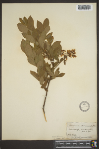 Vaccinium corymbodendron image