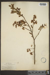 Vaccinium corymbodendron image