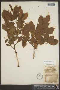 Vaccinium corymbodendron image