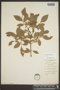 Vaccinium corymbodendron image